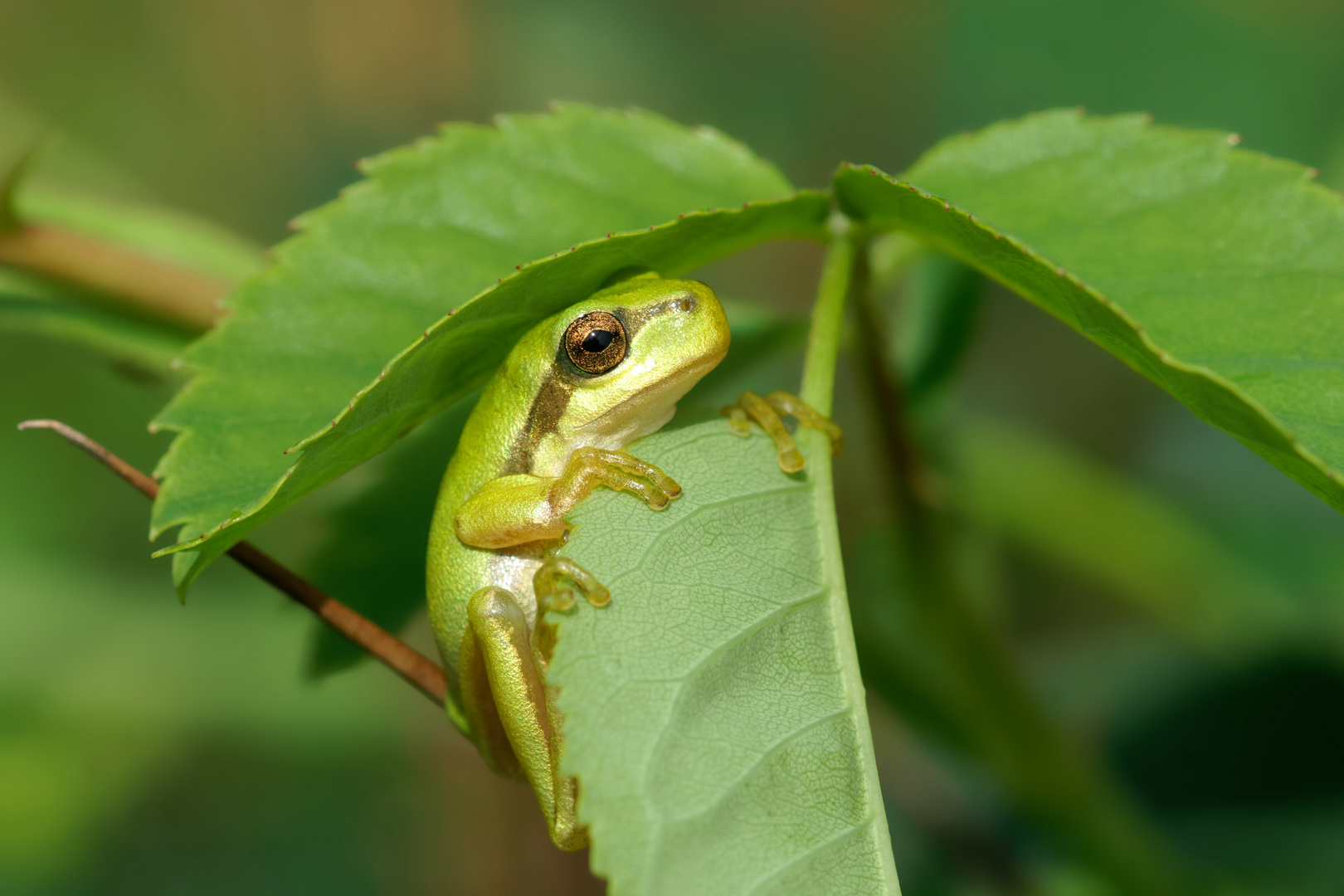 Der kleine Brombeerritter - Laubfrosch - (Hyla arborea)