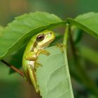 Der kleine Brombeerritter - Laubfrosch - (Hyla arborea)