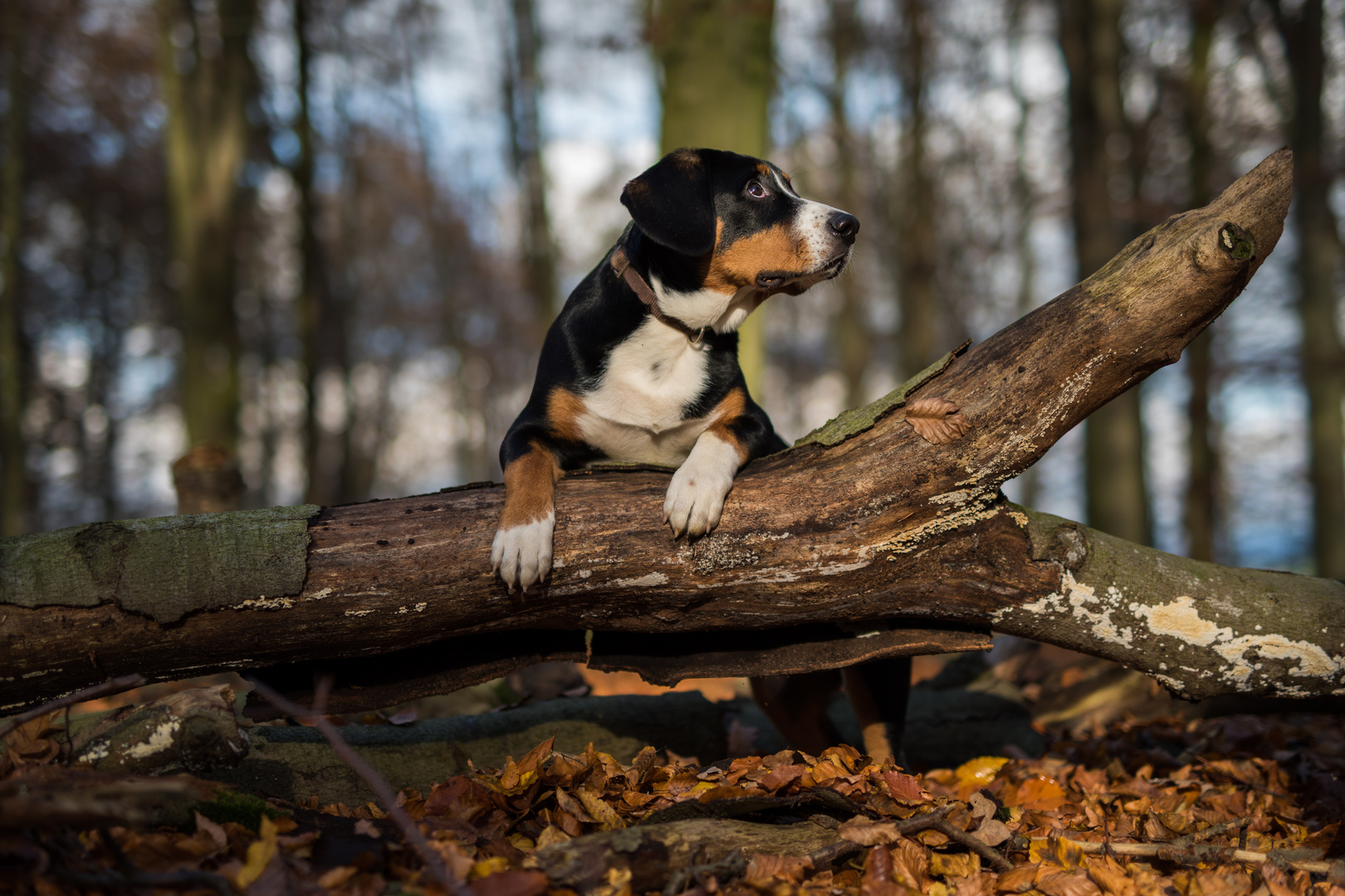 Der kleine Bruno im Herbstwald