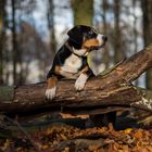 Der kleine Bruno im Herbstwald