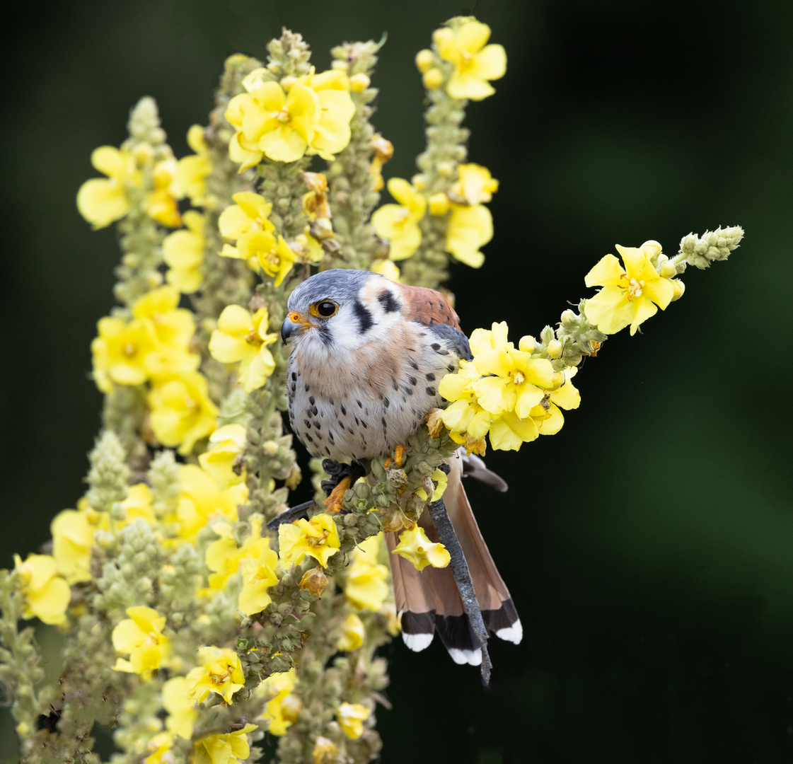 Der kleine Buntfalke