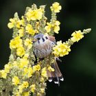 Der kleine Buntfalke