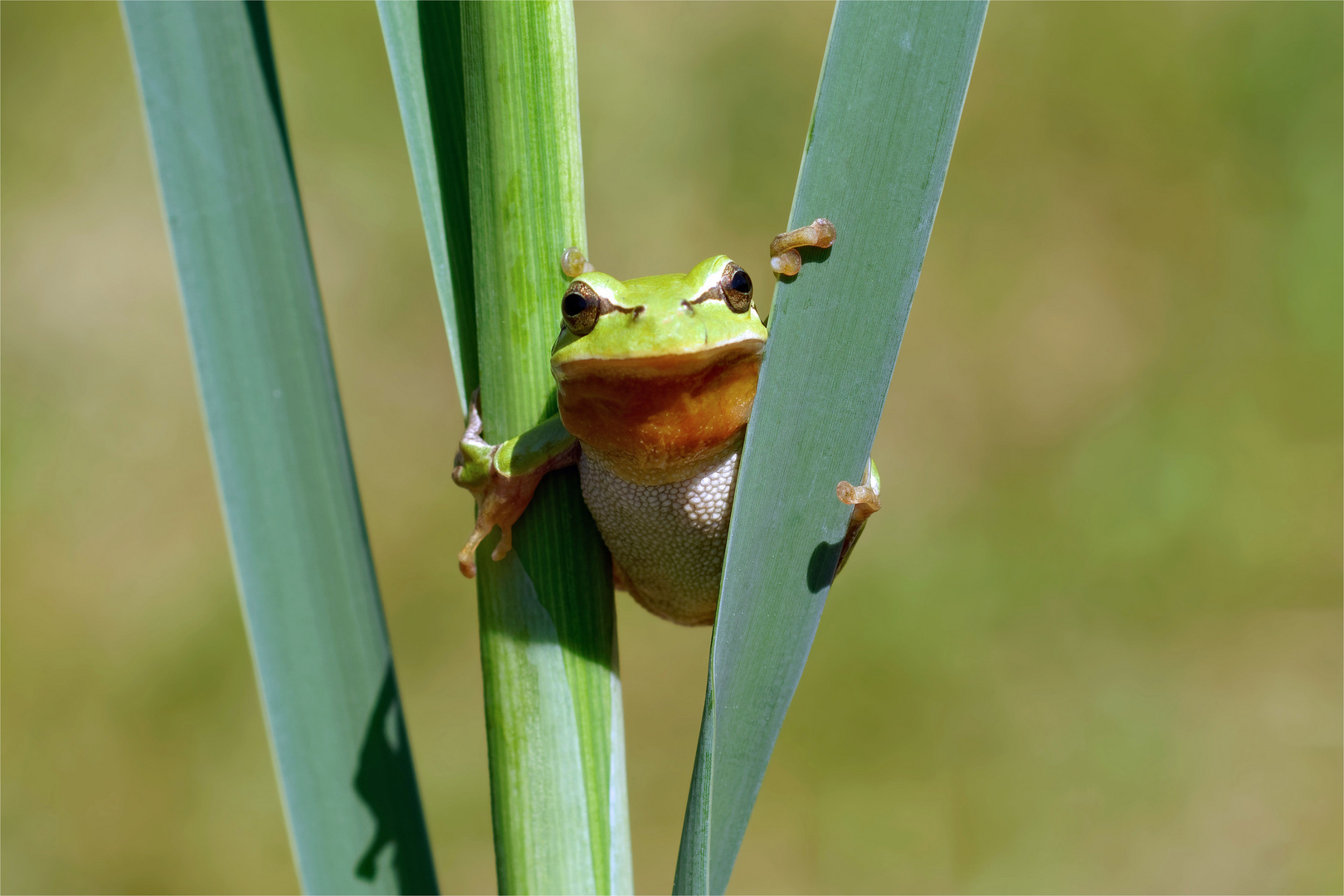 Der kleine Clown... Laubfrosch (Hyla arborea)