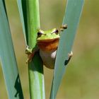 Der kleine Clown... Laubfrosch (Hyla arborea)