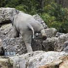 Der kleine Dicke geht auf Entdeckungsreise im Münchener Zoo