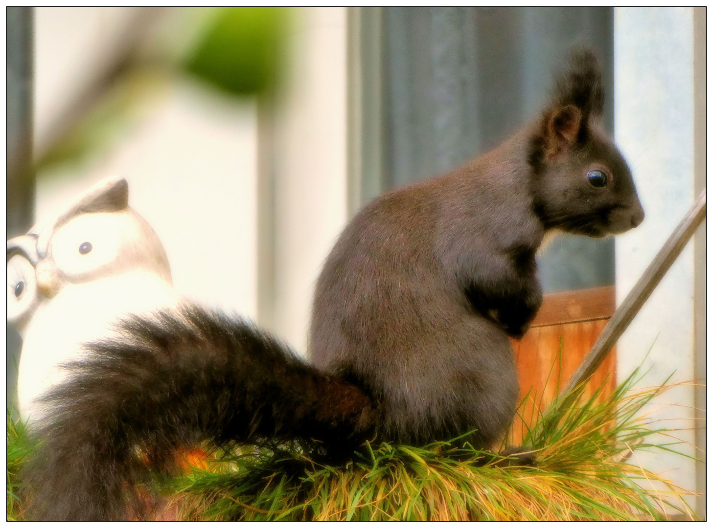 Der kleine Dieb auf dem Balkon