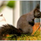 Der kleine Dieb auf dem Balkon