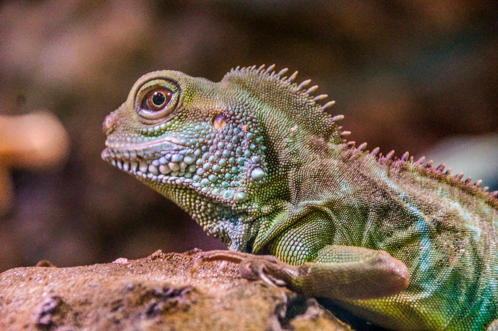 Der kleine Dinosaurier Foto & Bild | tiere, echsen, bioshäre Bilder auf