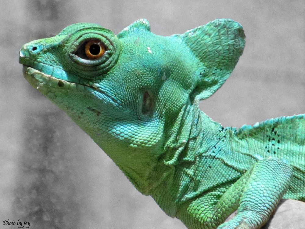 Der kleine Dinosaurier Foto & Bild | tiere, zoo, wildpark & falknerei