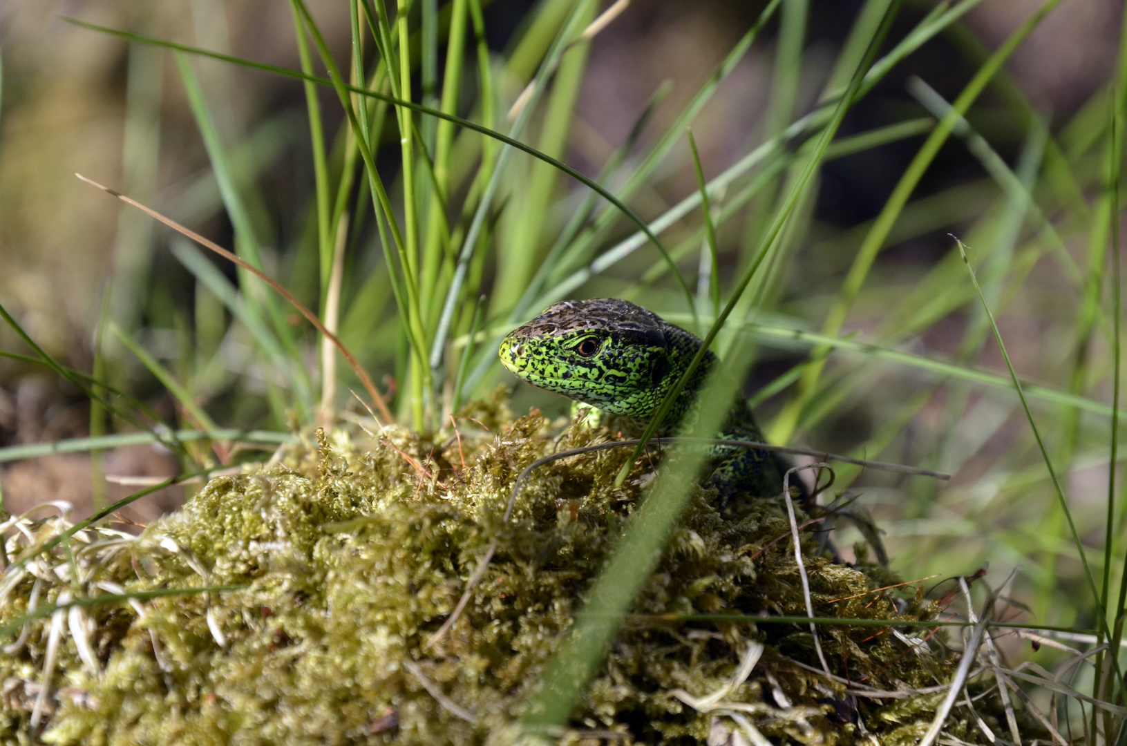 Der kleine Drache