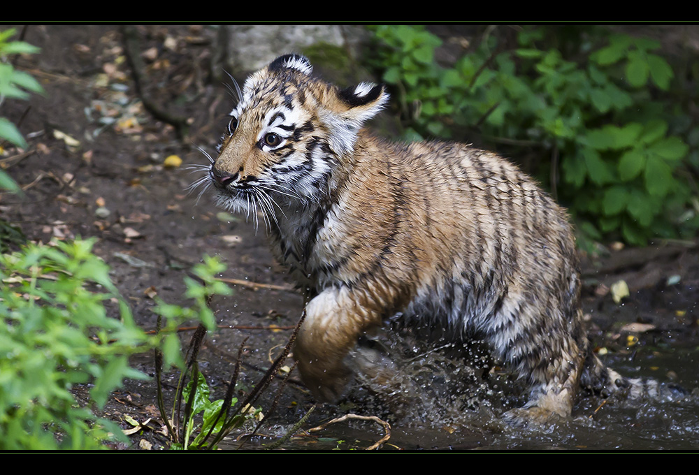 *** Der kleine Duisburger Schatz (2) ***