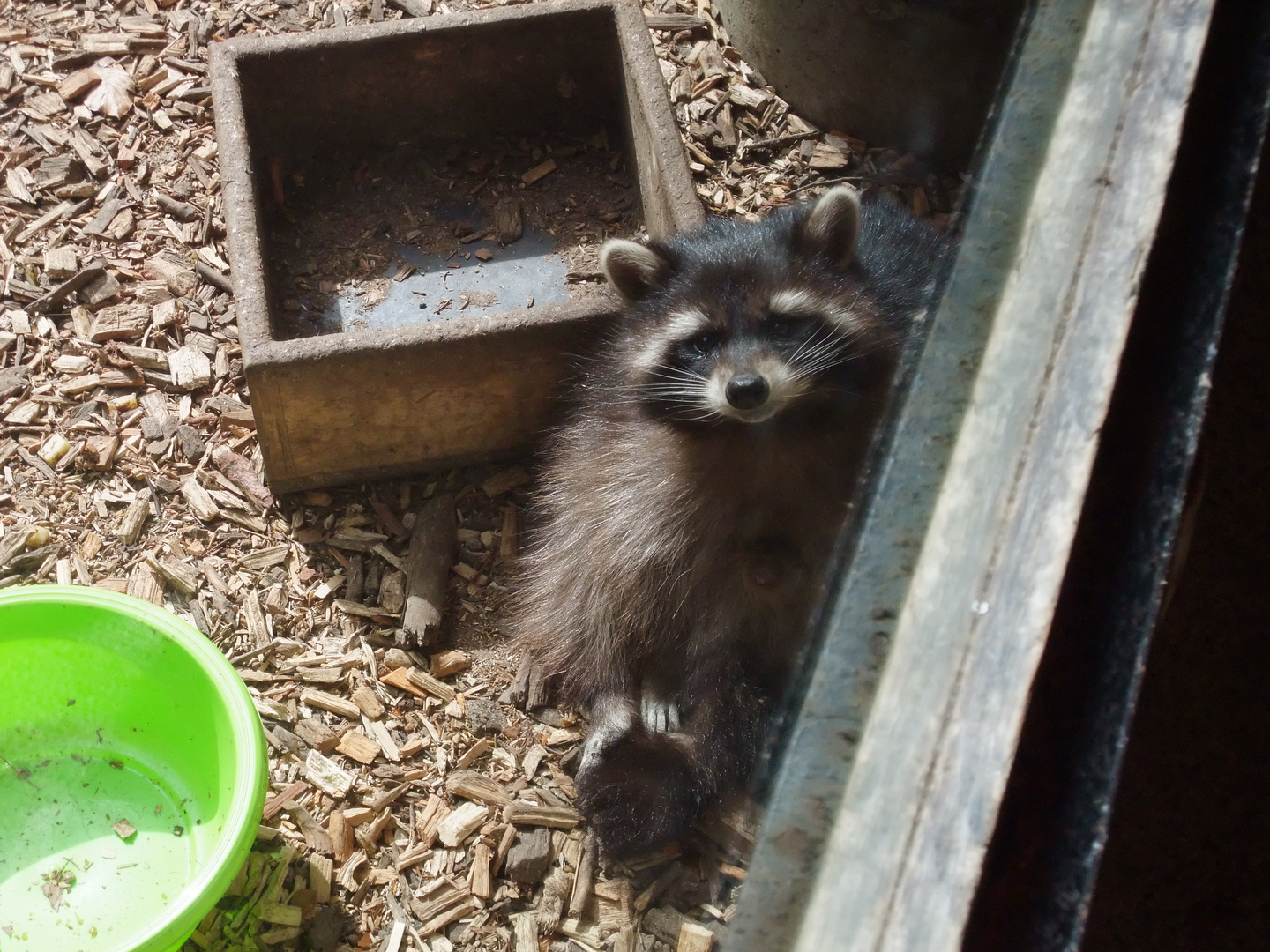 Der kleine einsame Waschbär