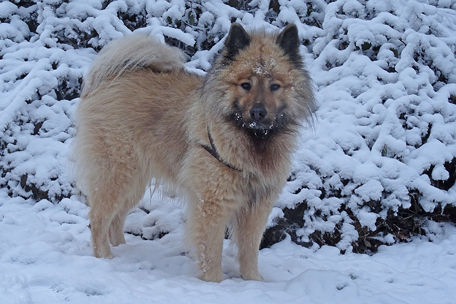 der kleine Eisbär