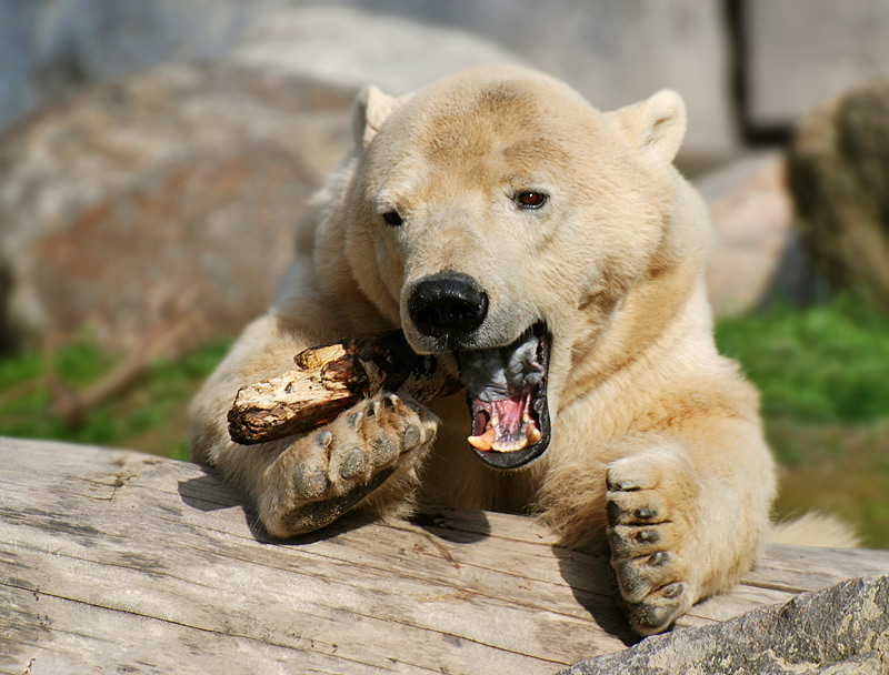 Der kleine Eisbär