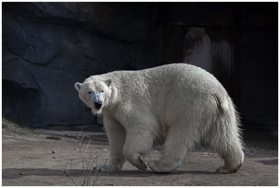 Der kleine Eisbär