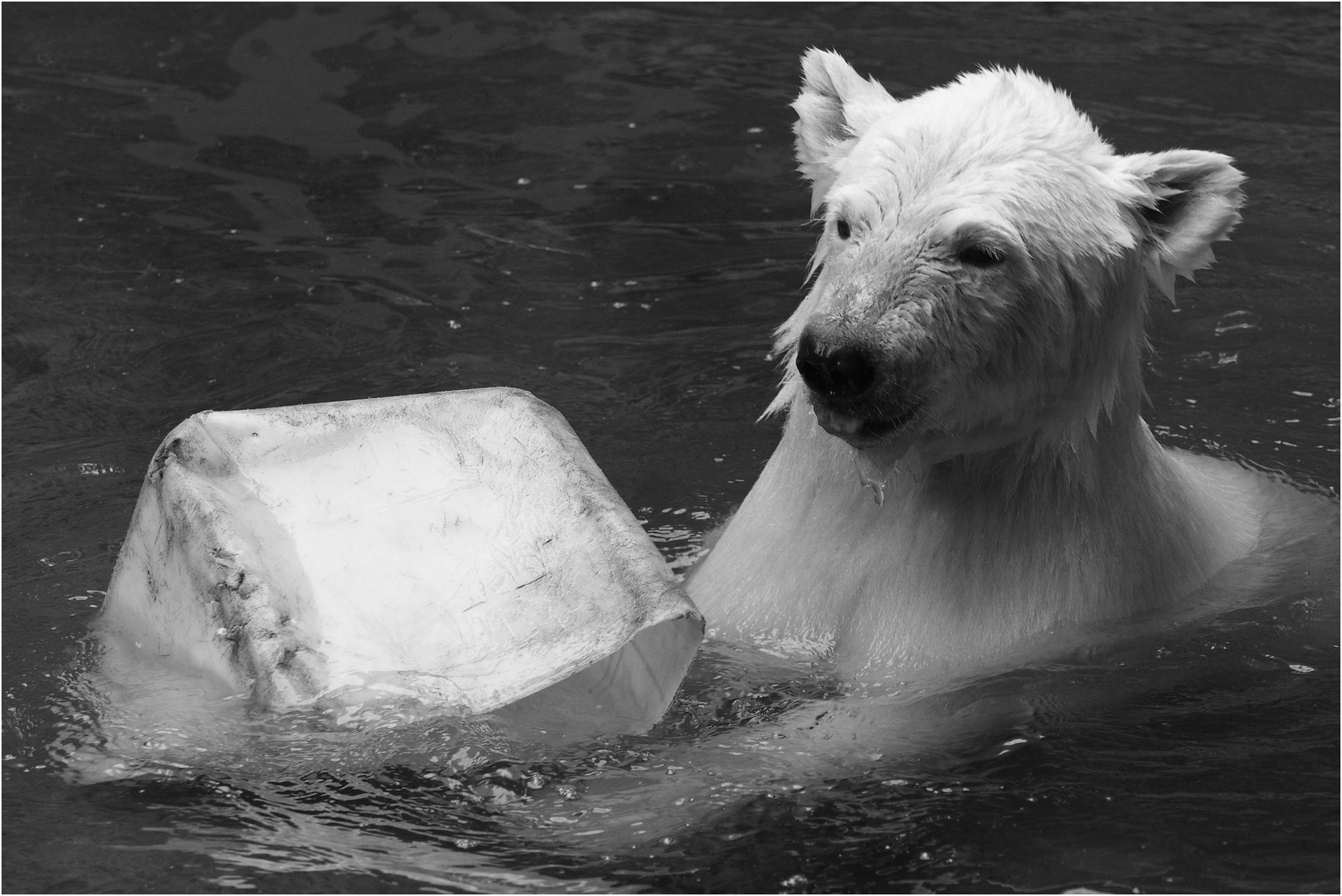 der kleine Eisbär...