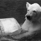 der kleine Eisbär...