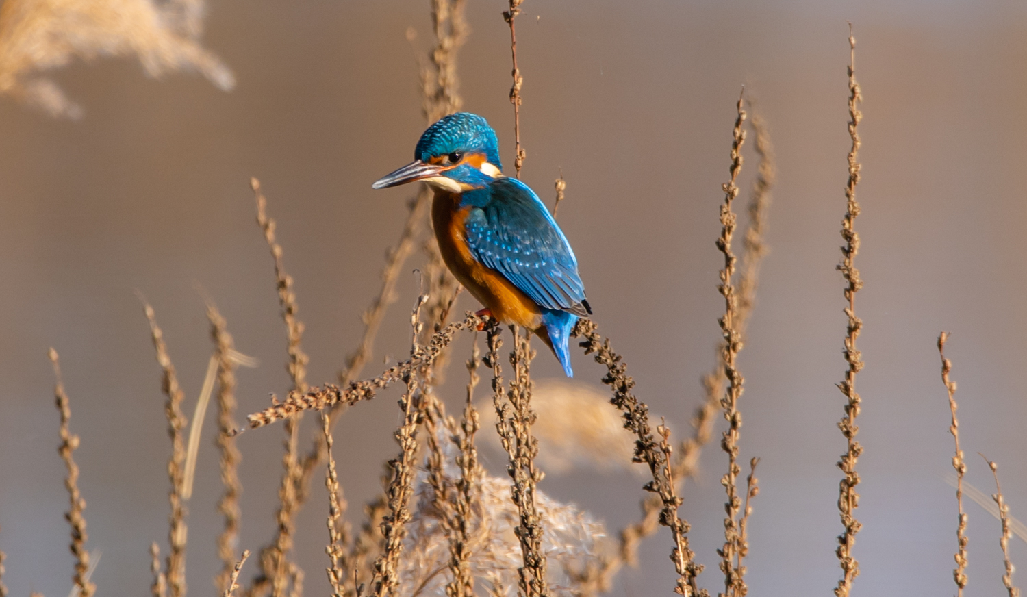 Der kleine Eisvogel