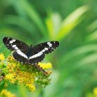 Der Kleine Eisvogel (Limenitis camilla)