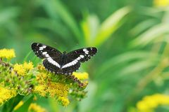 Der Kleine Eisvogel (Limenitis camilla)