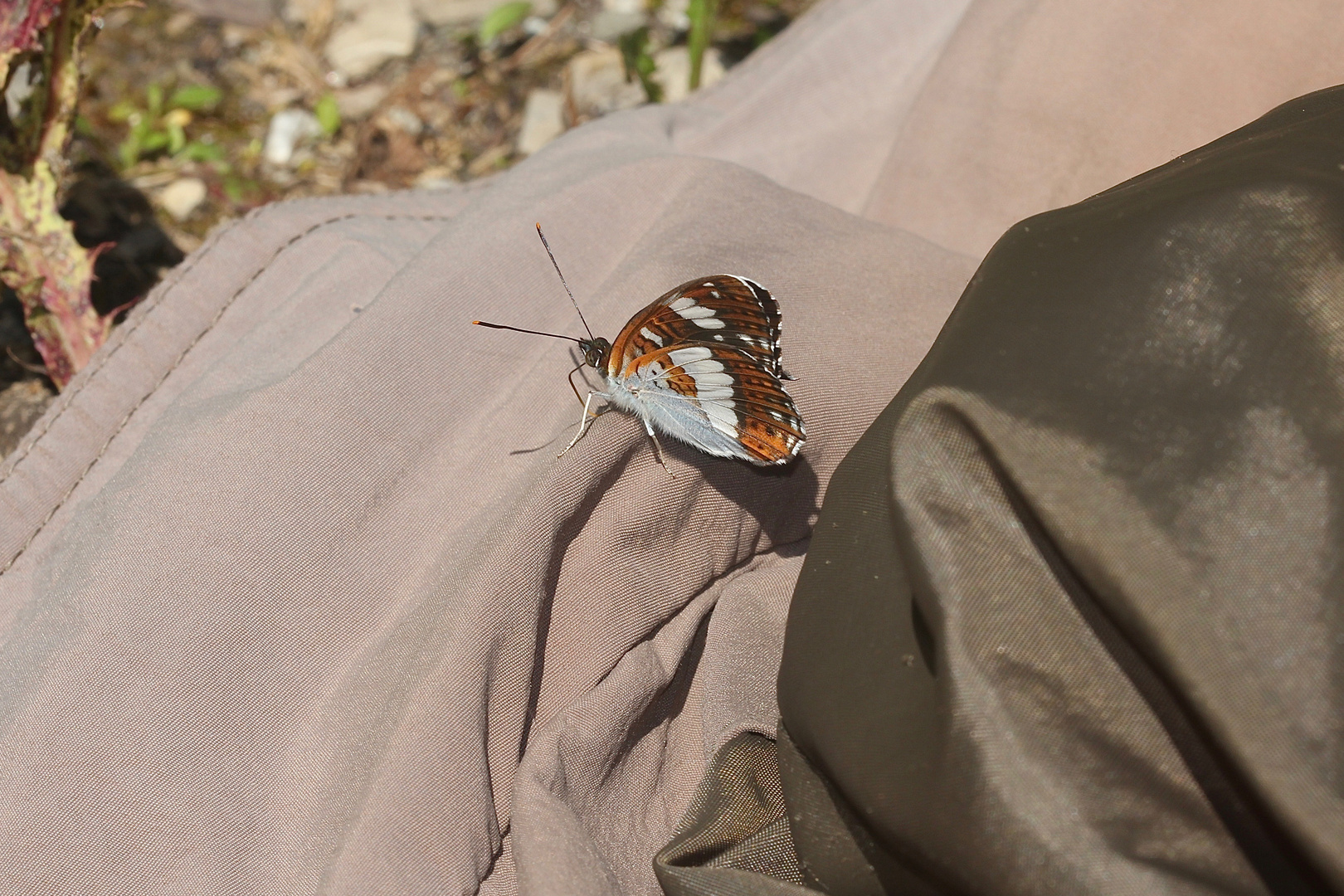 Der Kleine Eisvogel (Limenitis camilla) ...