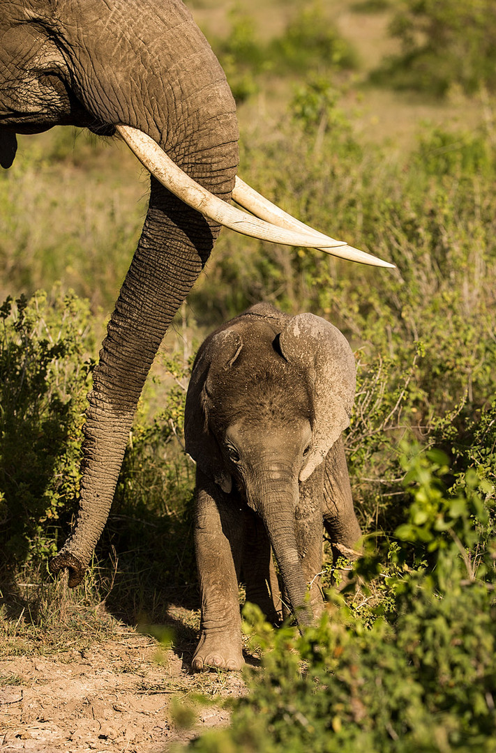 Der kleine Elefant