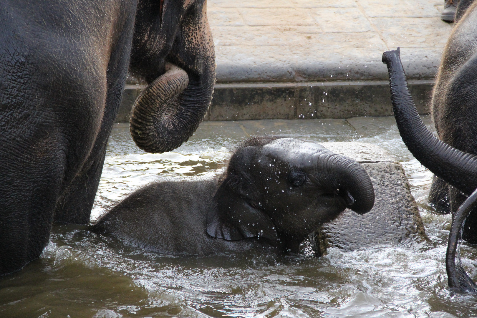 Der kleine Elefant