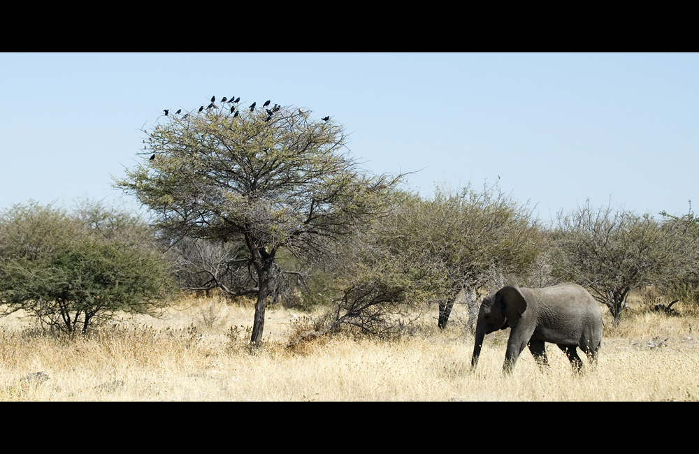 Der kleine Elefant