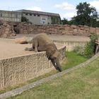 Der kleine Elefant-Tierpark- Berlin