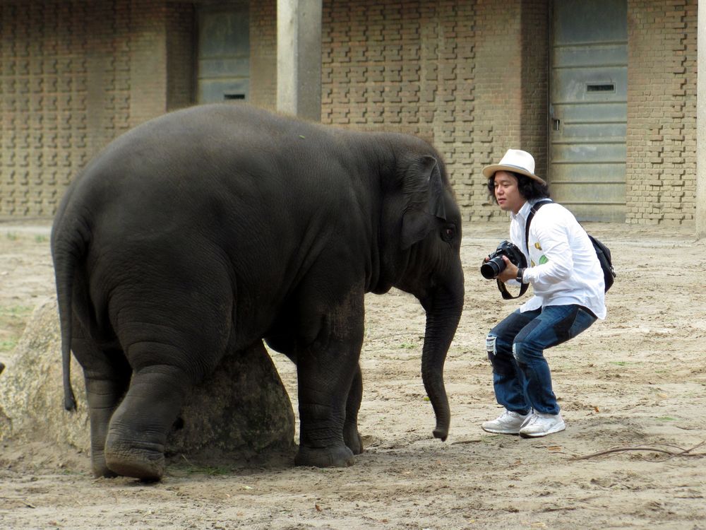 der kleine Elefant und sein Fotograf