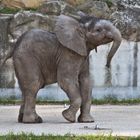 Der kleine Elefant von Wiener Tiergarten Schönbrunn