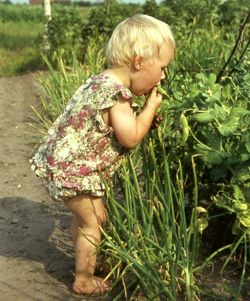 Der kleine Erbsendieb