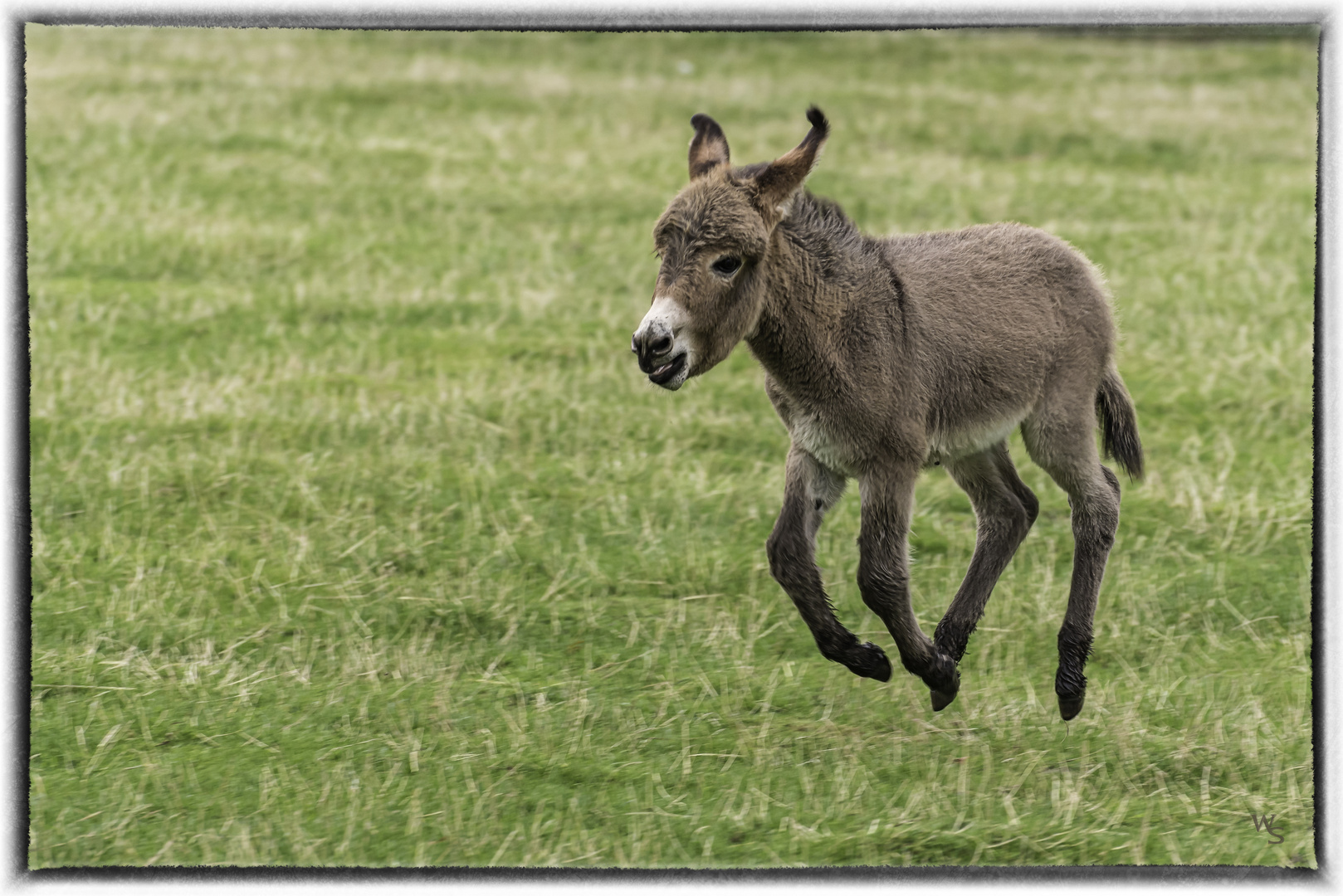 der kleine Esel Foto & Bild | tiere, tierkinder, wiese Bilder auf