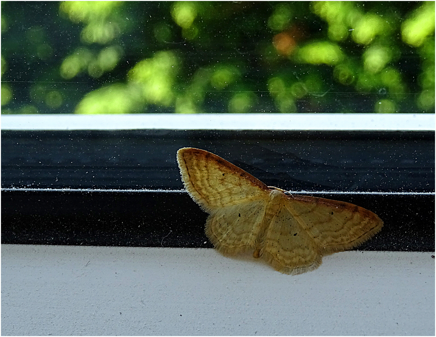 der kleine Falter Foto & Bild natur, insekten, tiere Bilder auf