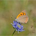 Der Kleine Feuerfalter (Lycaena phlaeas) . . .