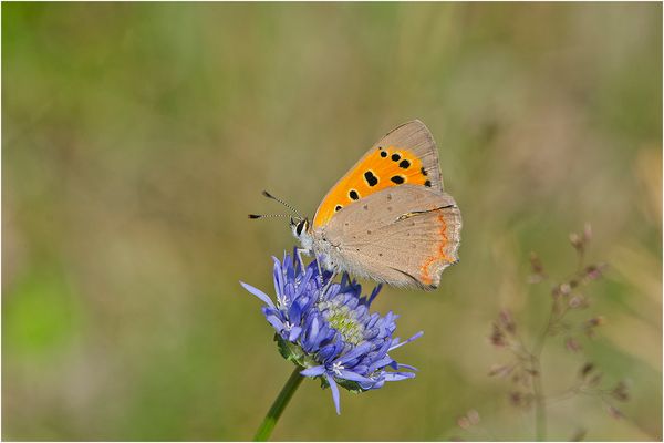 Der Kleine Feuerfalter (Lycaena phlaeas) . . .