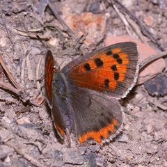 Der Kleine Feuerfalter (Lycaena phlaeas)