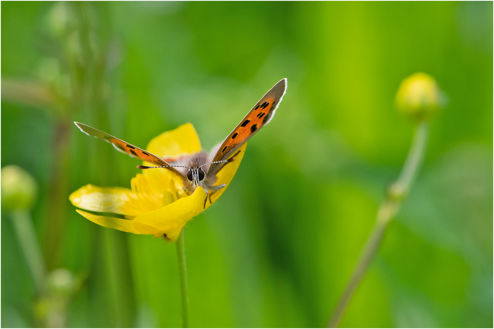 Der Kleine Feuerfalter (Lycaena phlaeas) . . .