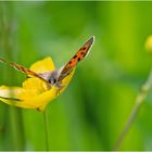 Der Kleine Feuerfalter (Lycaena phlaeas) . . .