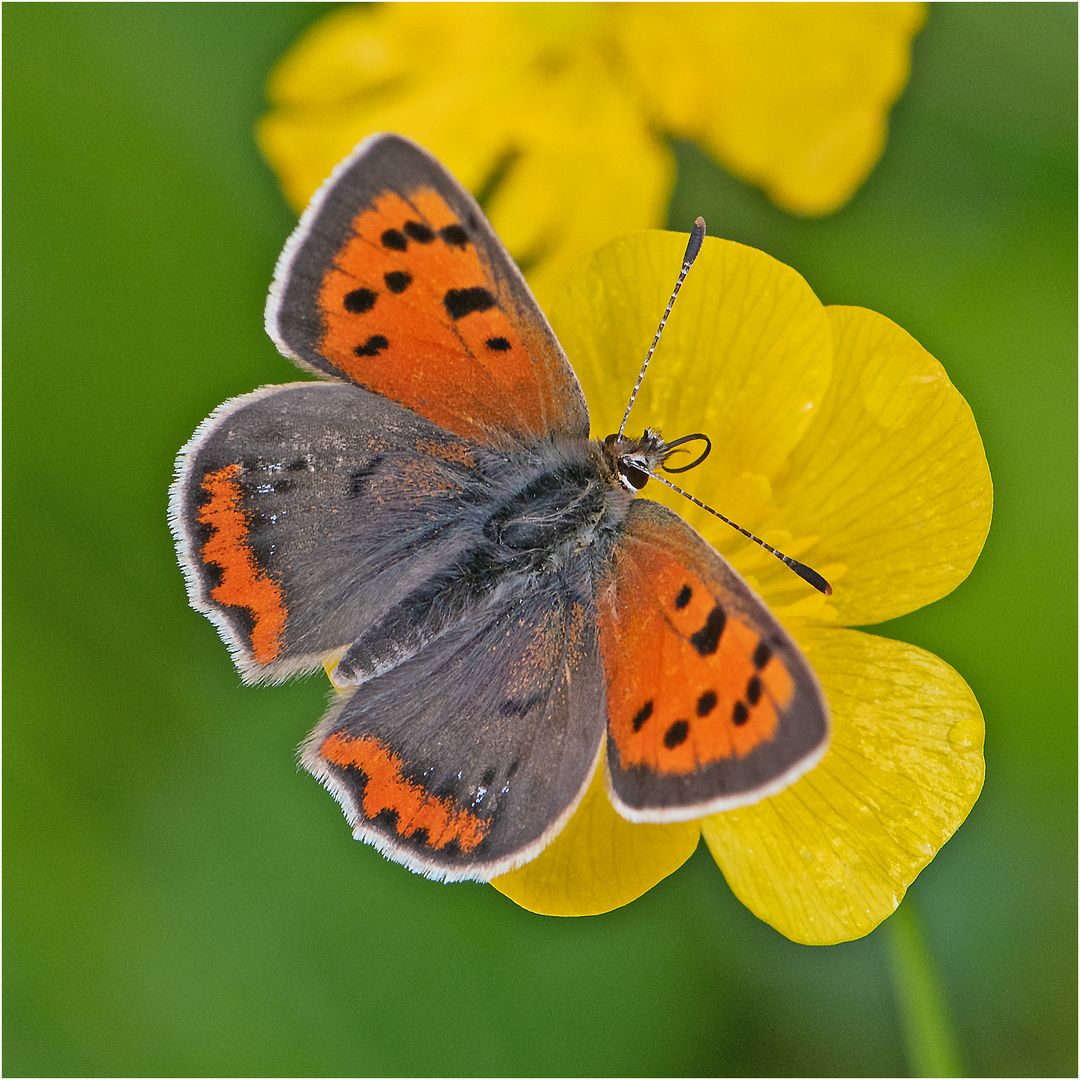 Der Kleine Feuerfalter (Lycaena phlaeas) . . .