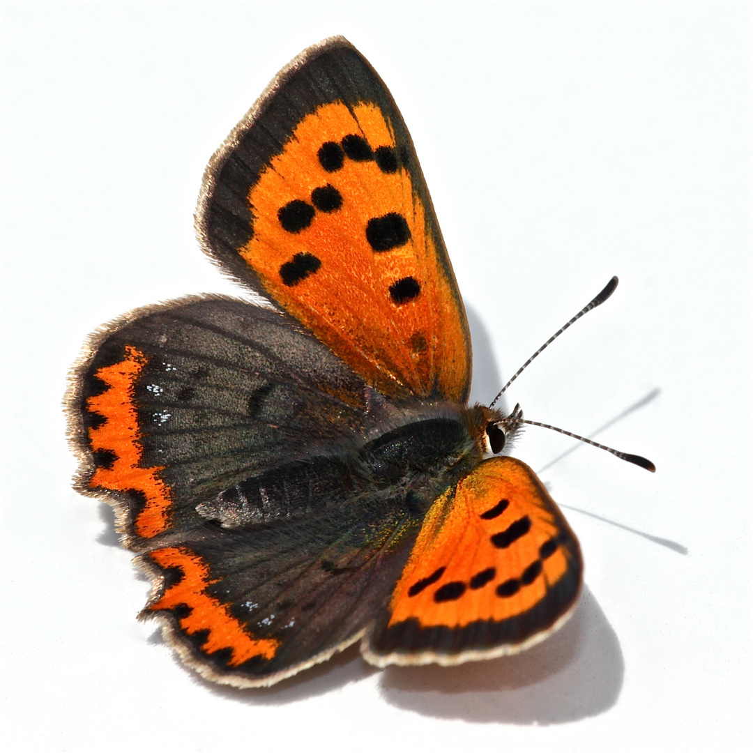 Der Kleine Feuerfalter (Lycaena phlaeas) auf unserem Autodach, wohl ein Weibchen