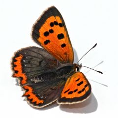 Der Kleine Feuerfalter (Lycaena phlaeas) auf unserem Autodach, wohl ein Weibchen