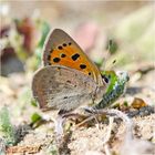 Der Kleine Feuerfalter (Lycaena phlaeas)  . . .