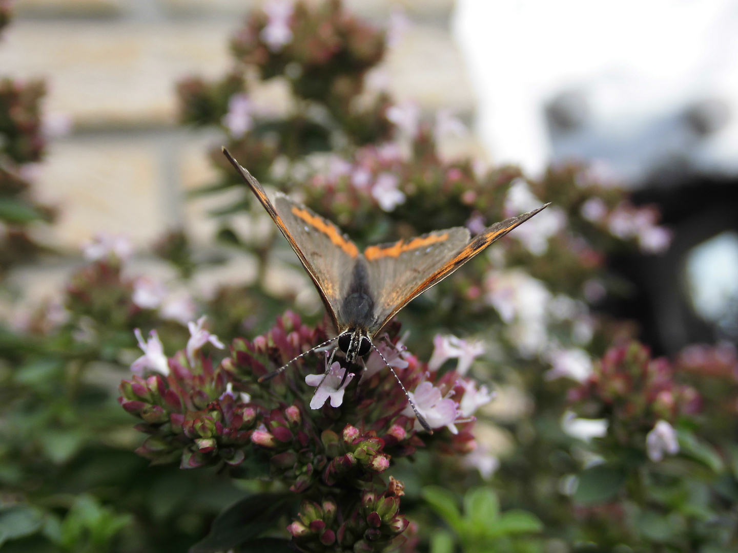 Der Kleine Feuerfalter (Lycaena phlaeas) 