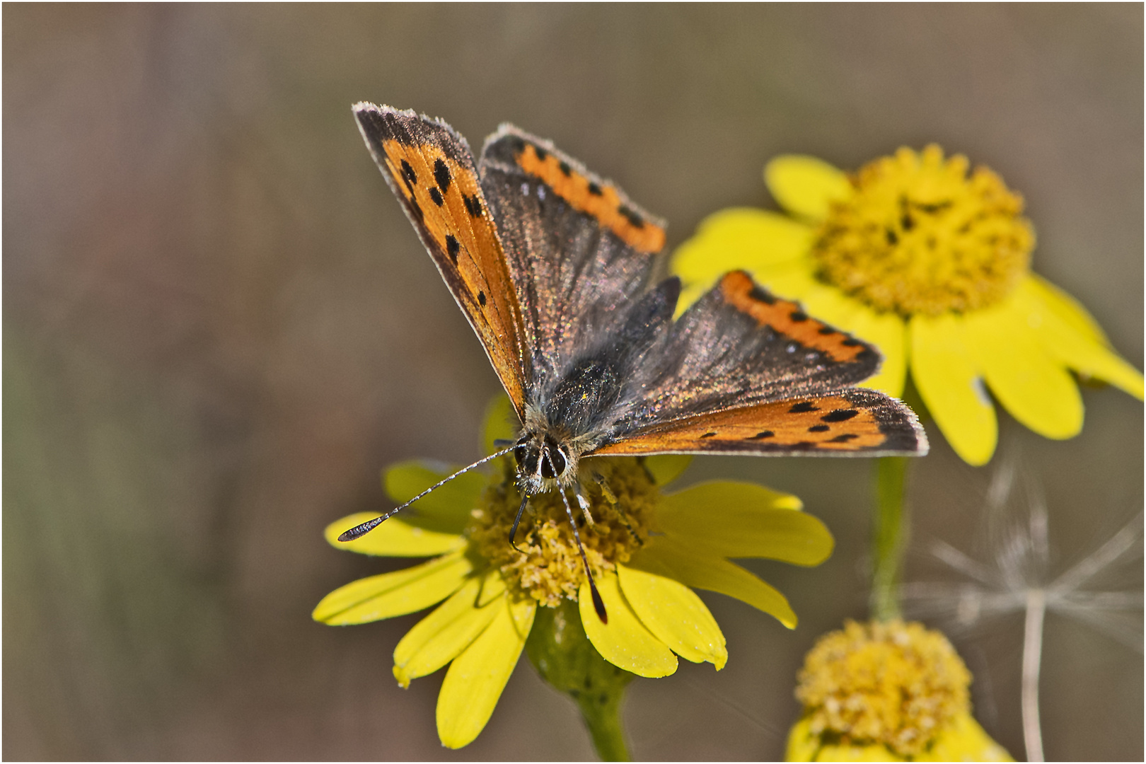 Der Kleine Feuerfalter (Lycaena phlaeas) ist . . .