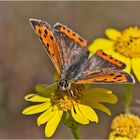 Der Kleine Feuerfalter (Lycaena phlaeas) ist . . .