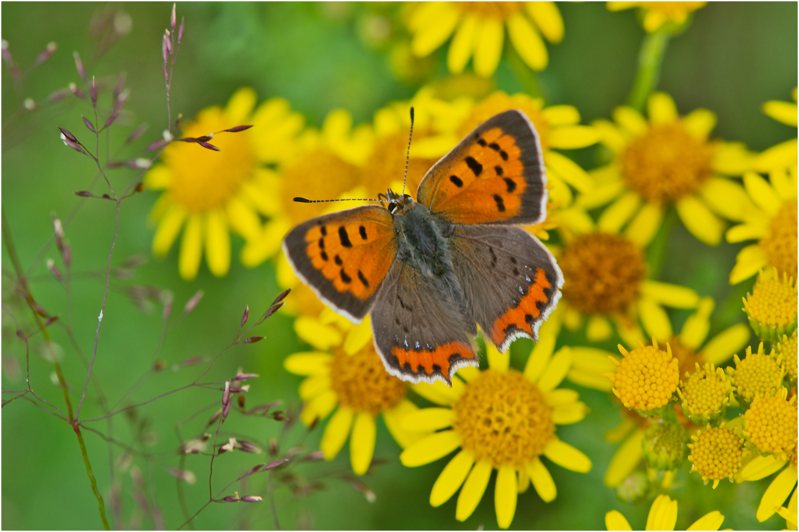 Der Kleine Feuerfalter (Lycaena phlaeas) ist der einzige . . .