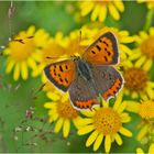 Der Kleine Feuerfalter (Lycaena phlaeas) ist der einzige . . .