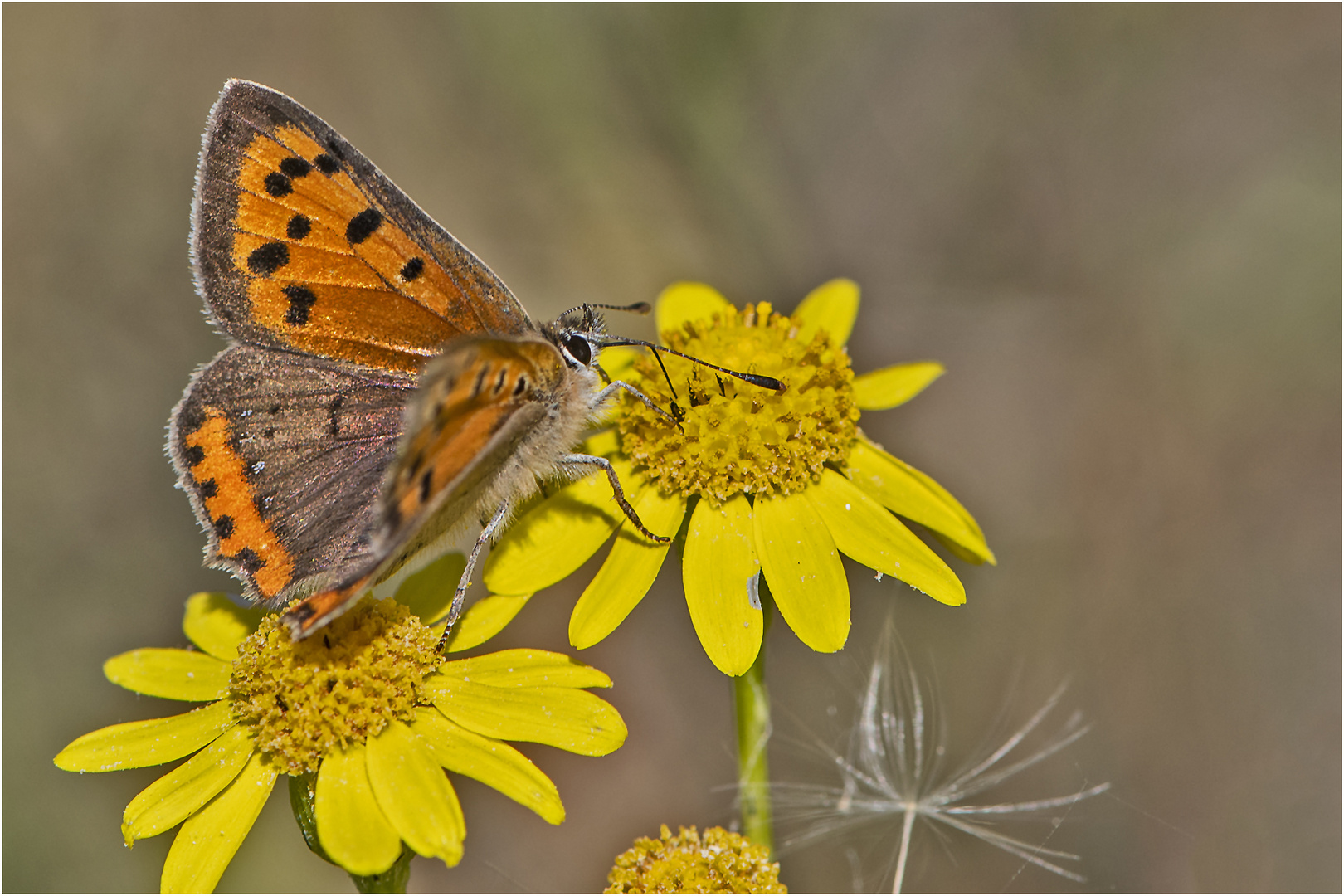 Der Kleine Feuerfalter (Lycaena phlaeas) ist der zweite Bläuling . . .