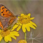 Der Kleine Feuerfalter (Lycaena phlaeas) ist der zweite Bläuling . . .